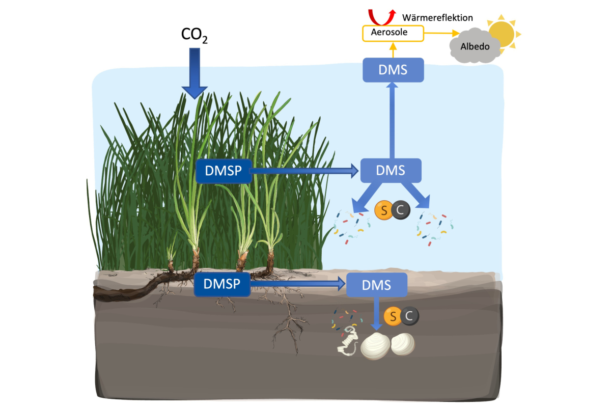 DMSP and DMS cycling in Seagrass meadows