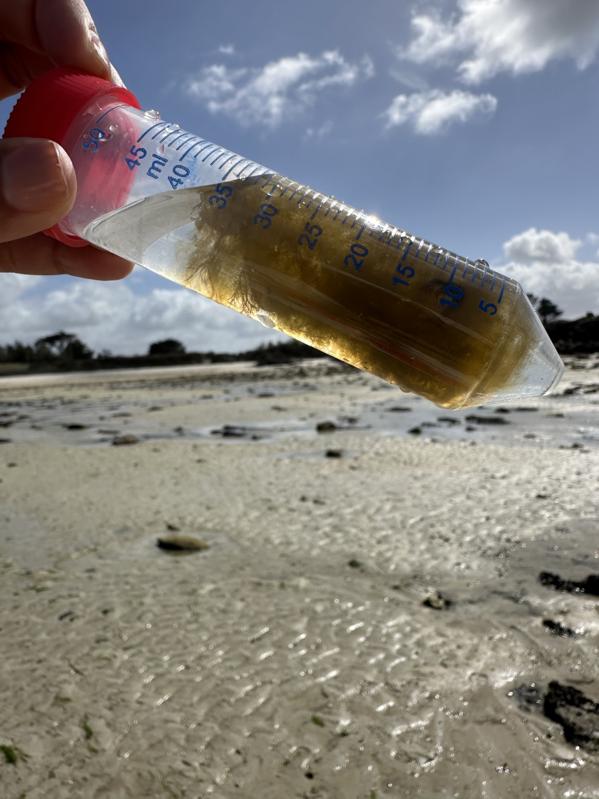 ERODERS will use the brown algae Ectocarpus to examine interactions with specialized organic matter-degrading bacteria. (© Nicole von Possel/Max Planck Institute for Marine Microbiology) 