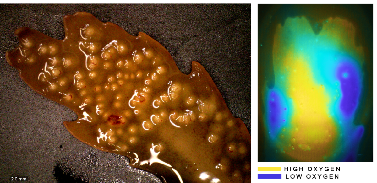 A specimen of the seaweed Fucus serratus and the oxygen concentrations on its surface. (© Soeren Ahmerkamp/Max Planck Institute for Marine Microbiology)