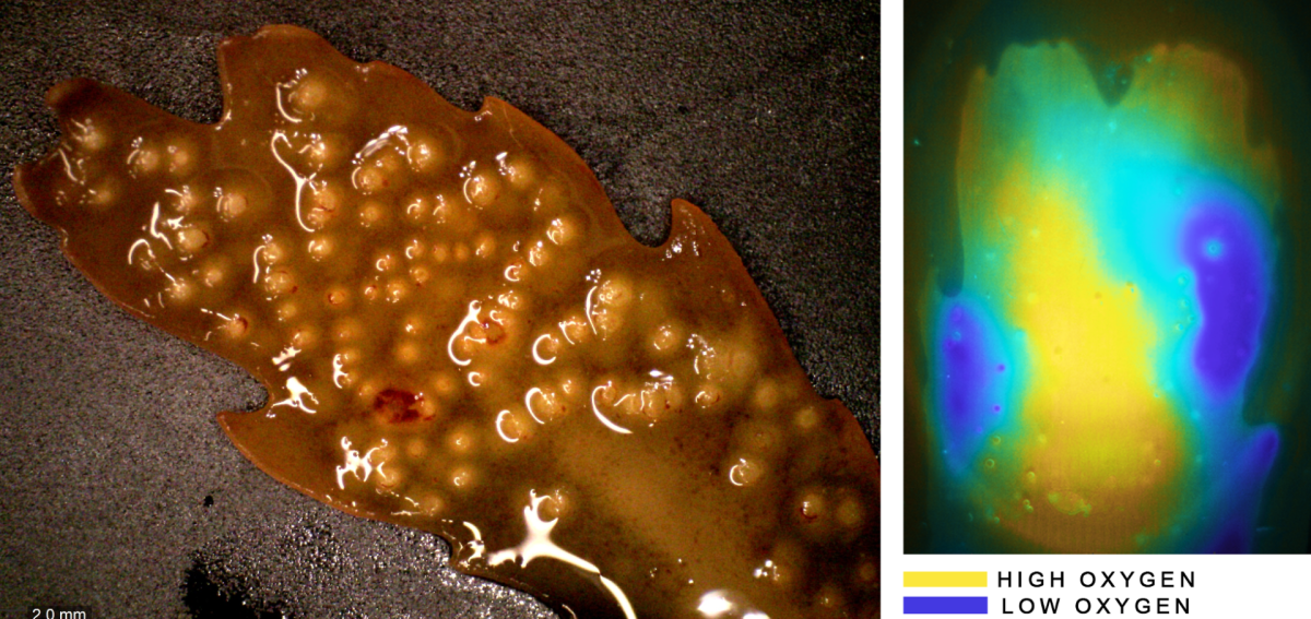 Ein Exemplar des Seetangs Fucus serratus und die Sauerstoffkonzentration auf seiner Oberfläche. (© Soeren Ahmerkamp/Max-Planck-Institut für Marine Mikrobiologie)