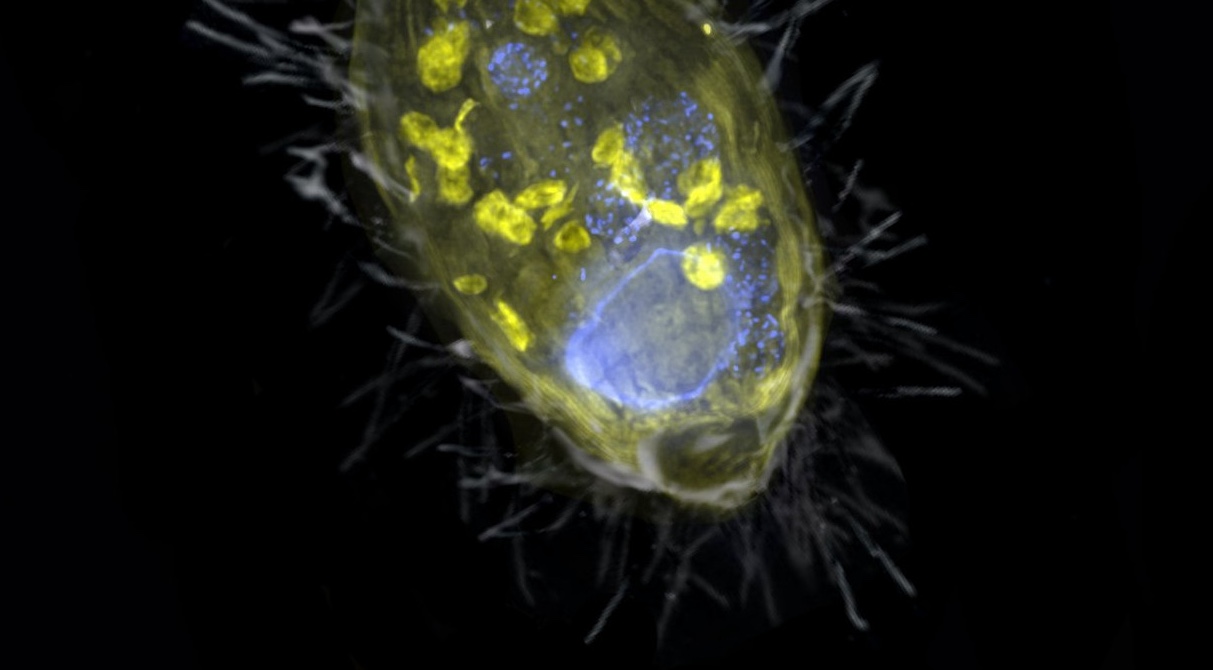 Darstellung des Endosymbionten