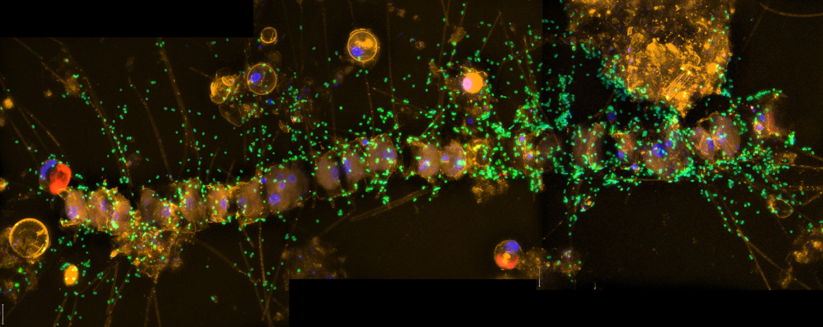 Microorganisms