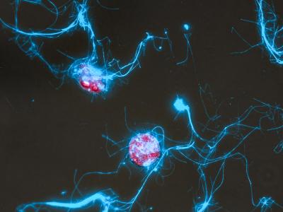 Depiction of the diatom Conticribra weissflogii (red) and the sugar polymer structures it secretes (blue). (© Marlene Reich, 2024)
