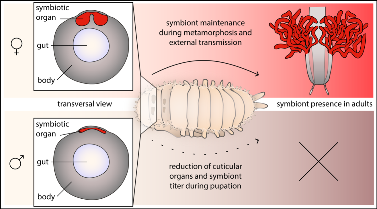 Graphical_abstract_MorphAdapt