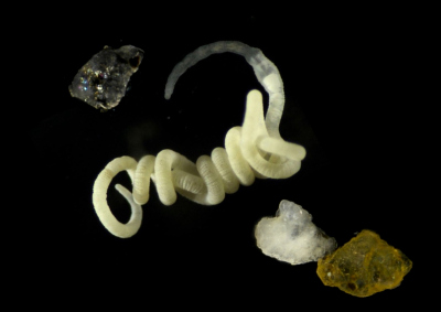 Der Wurm O. algarvensis