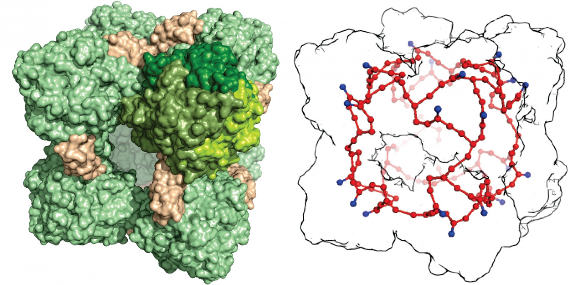Different depictions of the HDH complex (Left: under the electron microscope; middle: crystal structure of HDH; right: Heme group wiring depicted in red. (© Akram et al., Sci. Adv. 2019;5:eaav4310; 17 April 2019)