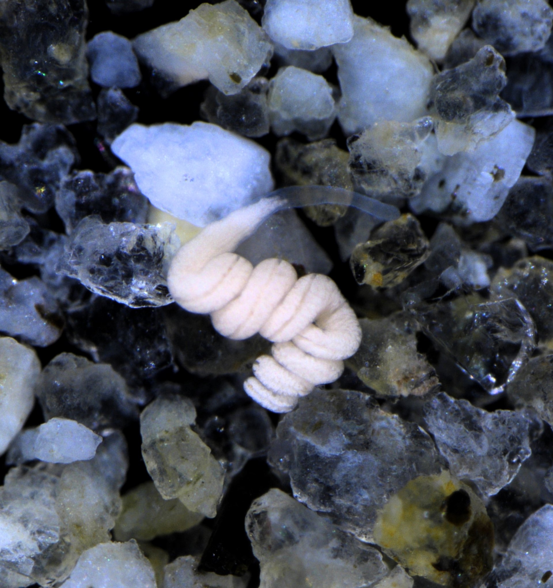 Paracatenula is a marine flatworm that lives in the sediments of warm regions. The white coloration of Paracatenula is due to the storage inclusions of its Ca. Riegeria symbionts. © Oliver Jäckle / Max Planck Institute for Marine Microbiology