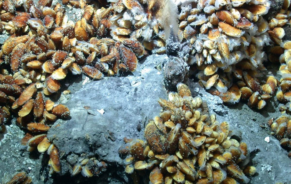 Living community at hydrothermal seeps on the Mid-Ocean Ridge at a water depth of ca. 3,000 meters.  (© MARUM – Center for Marine Environmental Sciences, University of Bremen)