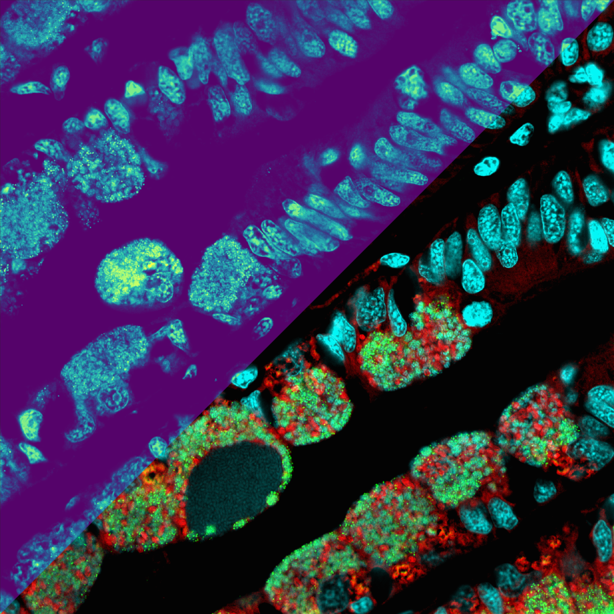 Die Metabolitenverteilungen als Heatmap (oberer linker Teil der Abbildung): je heller die Farbe, desto höher die Konzentration der Metabolite (Mikroskopie-MSI-Nachbildung zur Veranschaulichung). Die untere rechte Seite des Bildes zeigt mikroskopische Details der Mikroben (in Rot und Grün) und der Muschelzellkerne (Cyan). (© Max-Planck-Institut für Marine Mikrobiologie, B. Geier)