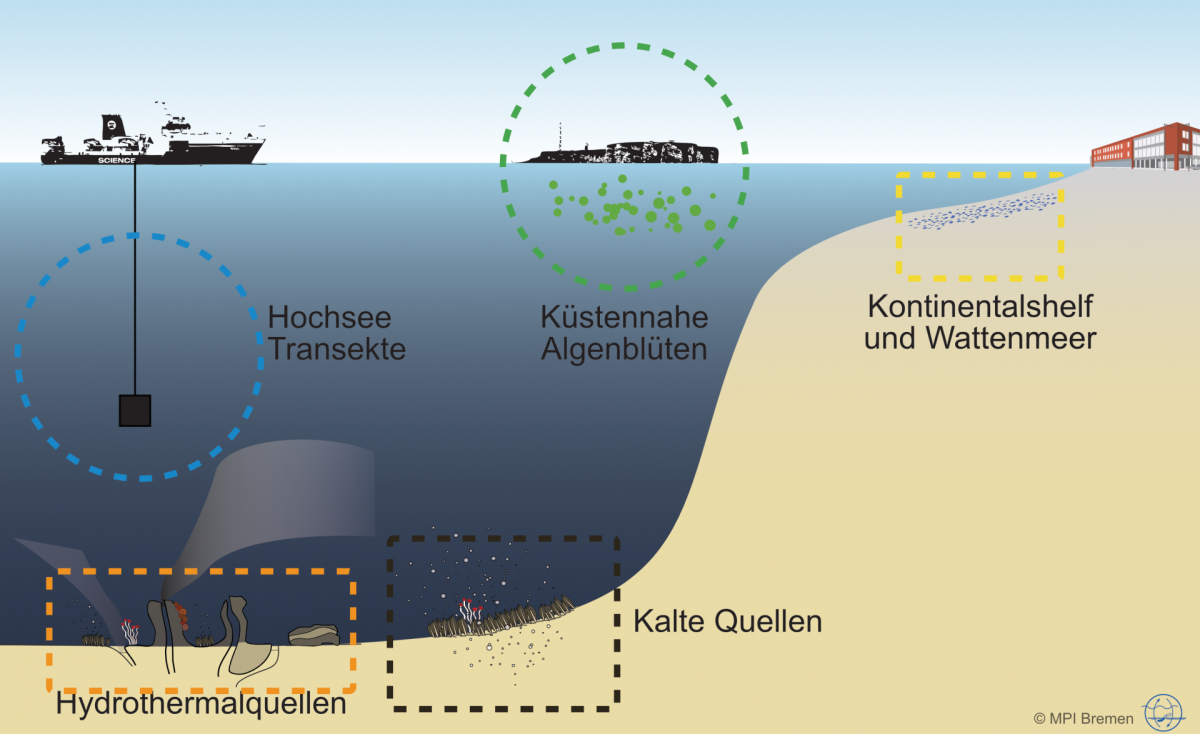 Research Areas of the Molecular Ecology Group